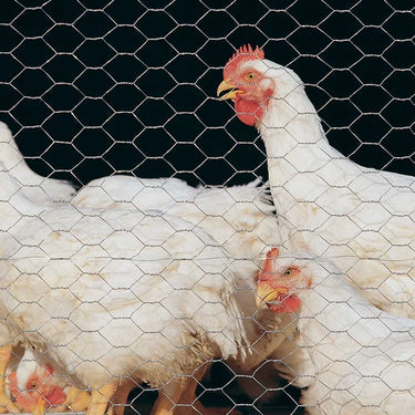 Malla Hexagonal Gallinero 1" 0,8x5Mt
